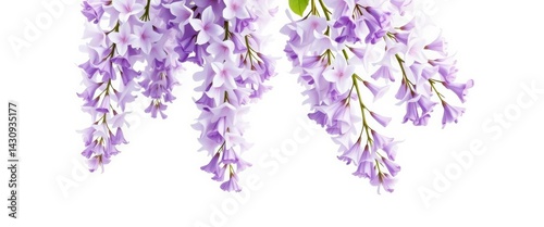 Delicate watercolor wisteria blossoms cascade in soft purple hues across a pristine white canvas, bright, canvas