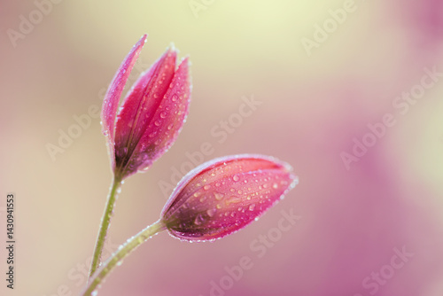 Piękne tulipany botaniczne na jasnym tle, na kartę z życzeniami. © Elżbieta Kaps