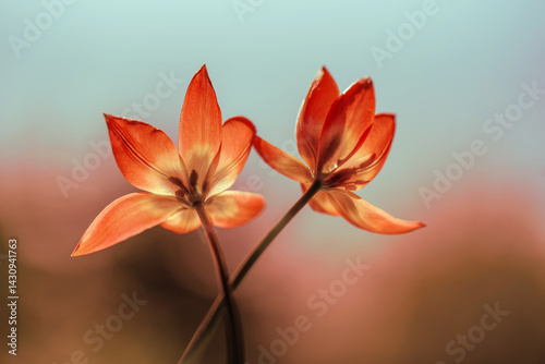 Piękne tulipany botaniczne na jasnym tle, na kartę z życzeniami. © Elżbieta Kaps