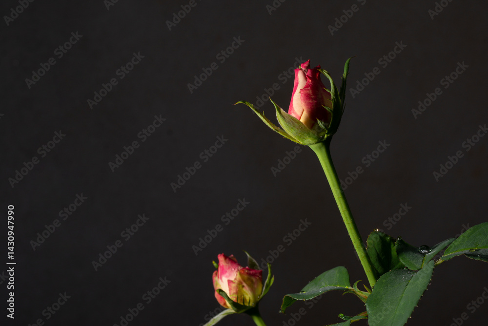 Uma bela e singela flor chamada rosa. A beleza da natureza. Bela flor. Bela rosa.