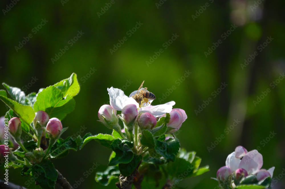 Fototapeta premium bee on pink flower
