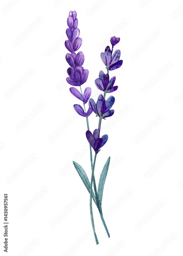 Obraz premium Minimal watercolor lavender flower stems in purple with green leaves botanical floral illustration