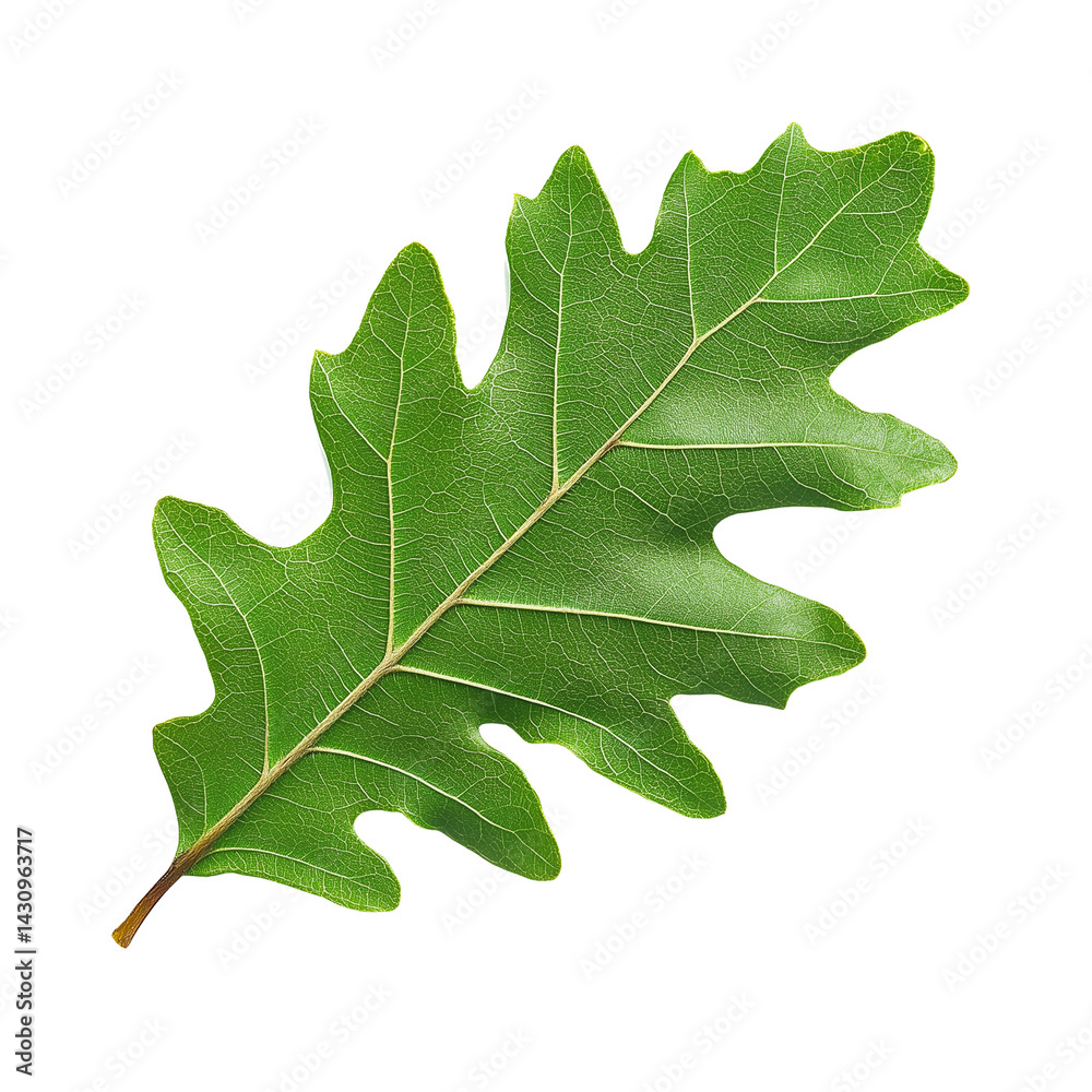 Fototapeta premium Green leaf isolated on transparent background. Summer leaf. Oak tree leaf. Cut out image.