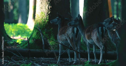 Exploring diverse wildlife in Forest Grove during early morning hours