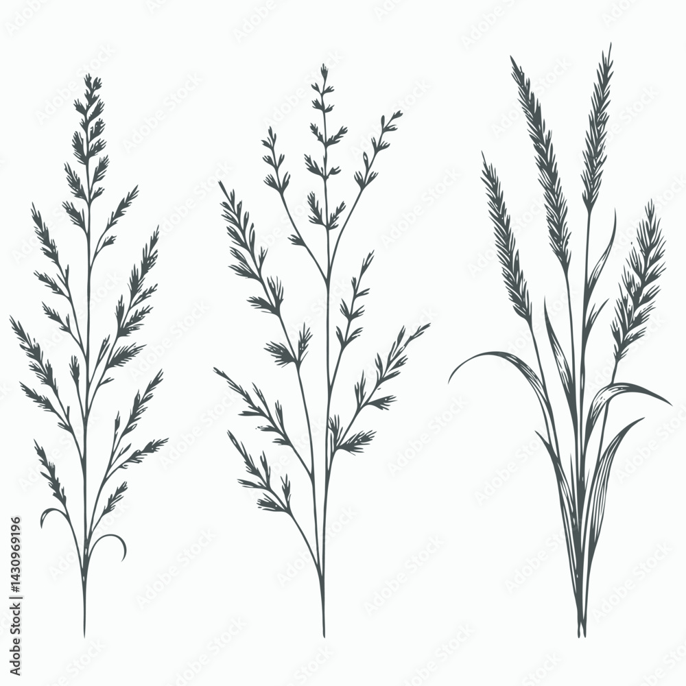 Obraz premium Black and White Meadow wild herbs Herbaceous blooming plants. Set of outline doodle floral sketch Leaves. Hand drawn Wheat rye. Ears Botanical drawing. Line art grasses stems grain spikes illustration