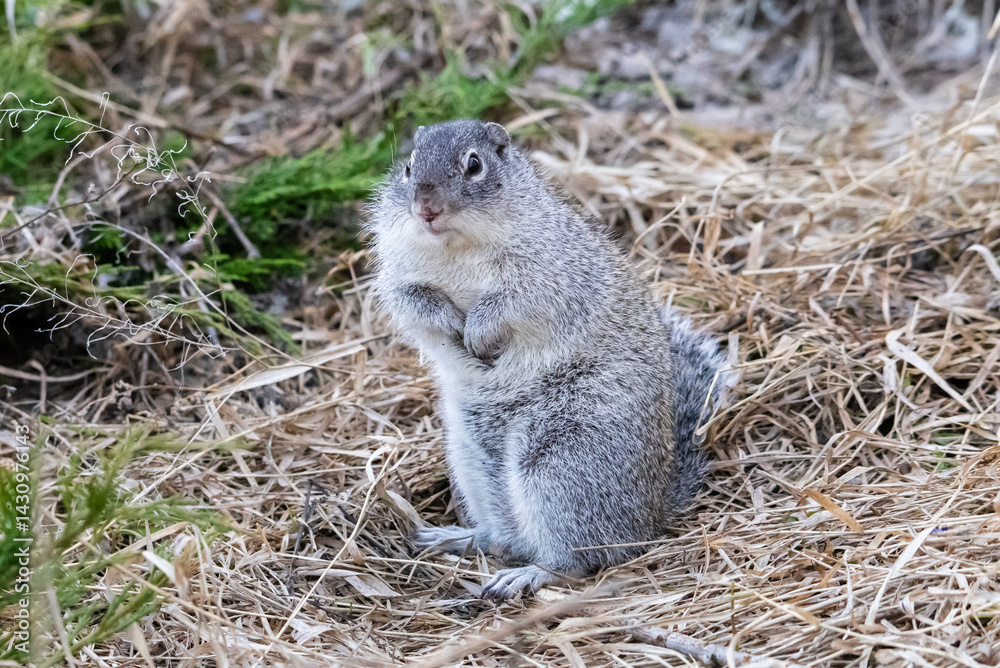 Fototapeta premium Franklin's ground squirrel in the spring 