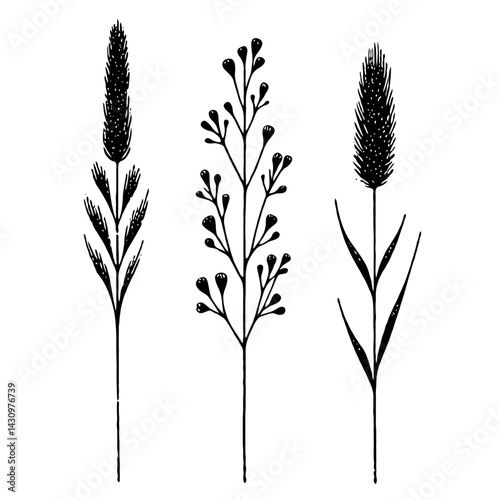 Black and White Meadow wild herbs Herbaceous blooming plants. Set of outline doodle floral sketch Leaves. Hand drawn Wheat rye. Ears Botanical drawing. Line art grasses stems grain spikes illustration