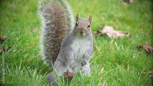 Squirrel in the park