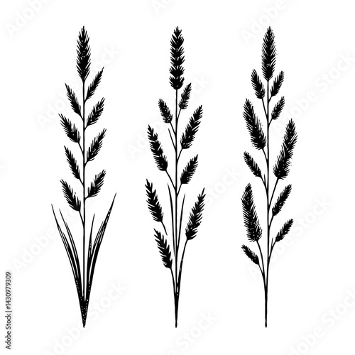 Black and White Meadow wild herbs Herbaceous blooming plants. Set of outline doodle floral sketch Leaves. Hand drawn Wheat rye. Ears Botanical drawing. Line art grasses stems grain spikes illustration