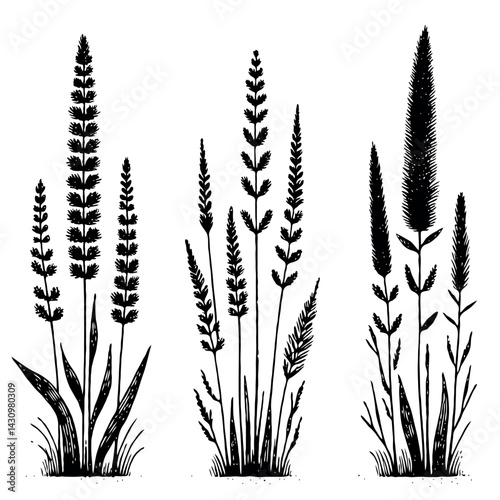 Black and White Meadow wild herbs Herbaceous blooming plants. Set of outline doodle floral sketch Leaves. Hand drawn Wheat rye. Ears Botanical drawing. Line art grasses stems grain spikes illustration