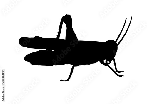 grasshopper silhouette – vector illustration