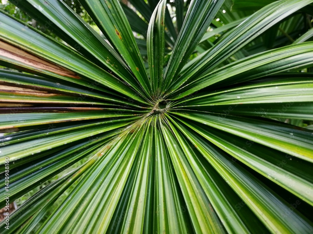 Close up of green palm leaf Close up of green palm leaf