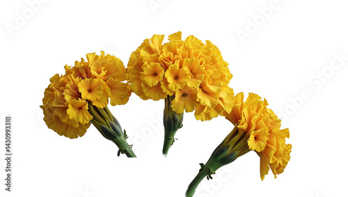 Three vibrant yellow marigold flowers isolated on a dark background