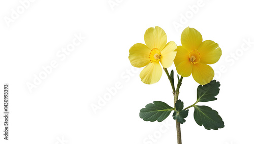 Two bright yellow flowers blossoming against a stark black background