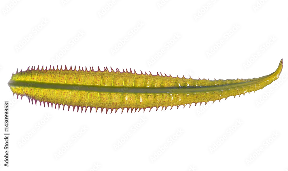 Naklejka premium Close-up view of a segmented, elongated, yellow-green leaf-like organism. Detailed structure and textures are visible