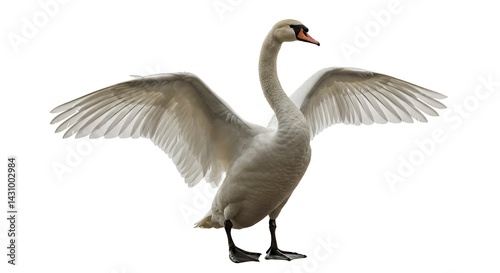 Fototapeta Naklejka Na Ścianę i Meble -  Elegant swan with open wings