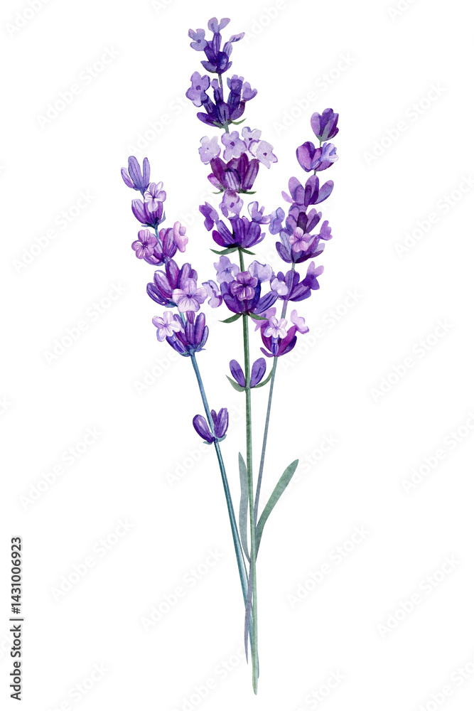 Naklejka premium Lavender bouquet with purple butterflies, watercolor floral composition with ribbon aromatic wildflowers violet floral