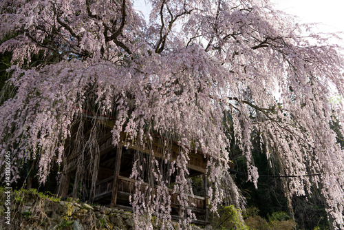 Weeping Cherry Blossoms at Asai Shinmei Shrine in HidaTakayama,Japan. photo