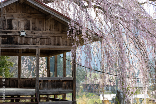 Weeping Cherry Blossoms at Asai Shinmei Shrine in HidaTakayama,Japan. photo