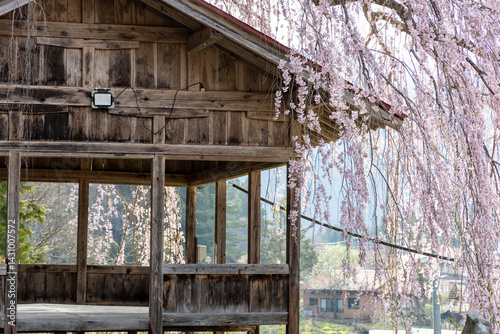 Weeping Cherry Blossoms at Asai Shinmei Shrine in HidaTakayama,Japan. photo