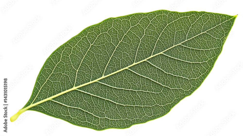 Detailed close-up of a leaf's intricate venation. Visible veins create a complex network across the leaf's surface Detailed close-up of a leaf's intricate venation. Visible veins create a complex network across the leaf's surface
