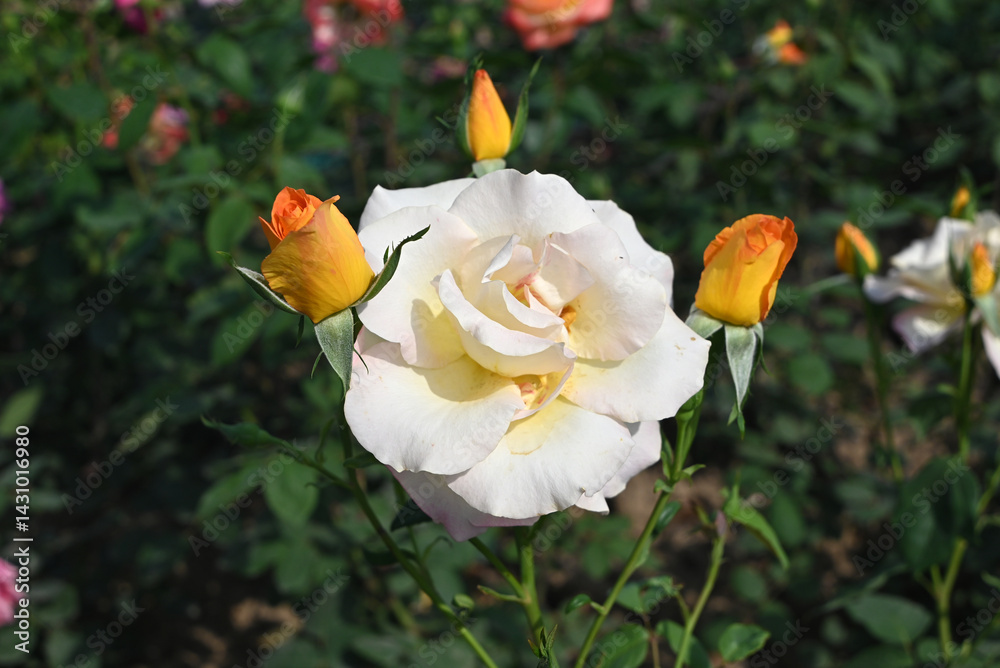 Fototapeta premium light yellow rose blossoms with buds around in garden