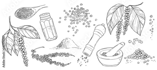 Black pepper vector drawing set. Peppercorn heap, mill, dried seed, plant, grounded powder. Vintage hand drawn spice sketch. Herbal seasoning ingredient, culinary and cooking flavor.