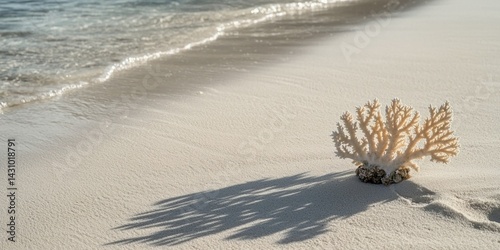 A piece of bleached coral lying on a tropical beach, with footprints in the sand nearby