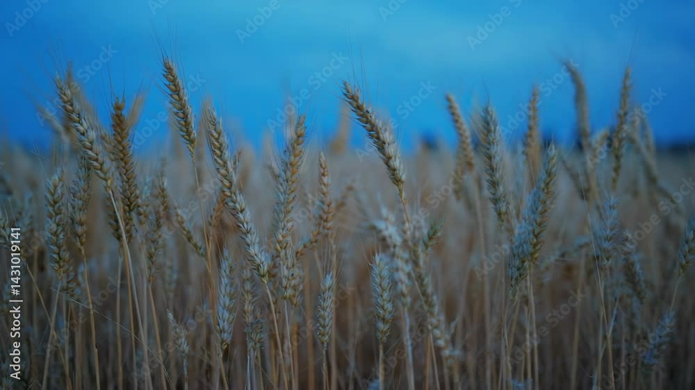 Golden wheat stalks swaying gently in the breeze under a clear blue twilight sky at dusk during harvest time in the countryside Golden wheat stalks swaying gently in the breeze under a clear blue twilight sky at dusk during harvest time in the countryside
