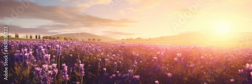 lavender field