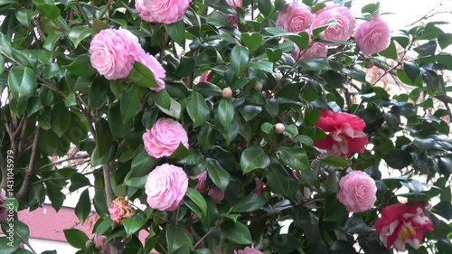 pink tulips in the garden