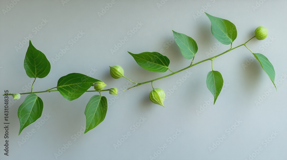 Green plant branch with pods on light gray surface
