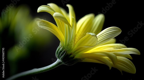 Close up of a vibrant yellow flower with delicate petals, captured against a dark background. The image emphasizes texture and light.