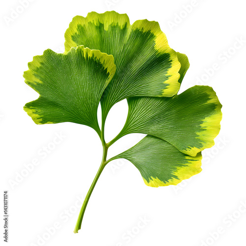 Wallpaper Mural Fresh ginkgo biloba green leaf isolated on white, top view --v 7.0 Torontodigital.ca