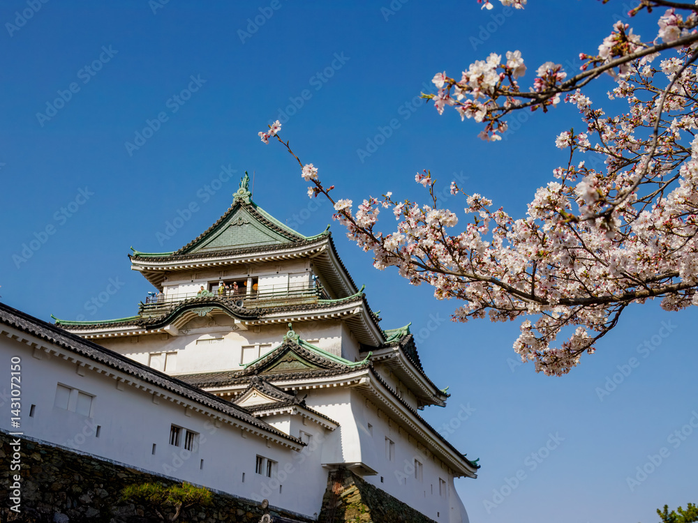 Fototapeta premium Cherry Blossom at Wakayama Castle, Wakayama, Japan
