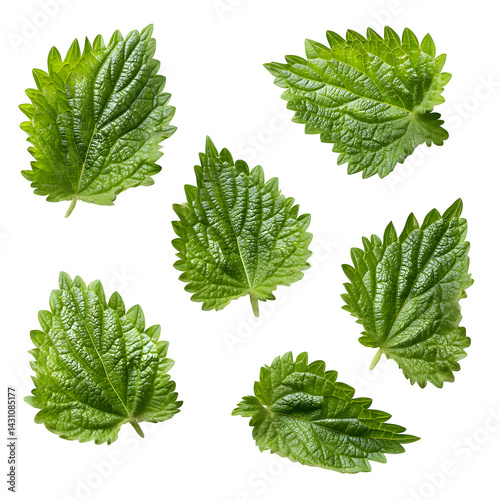 Fresh nettle leaves pattern isolated on white background and texture, top view --v 7.0