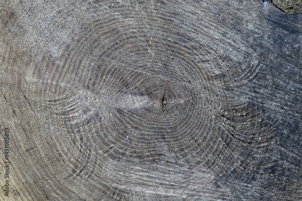 Naklejka premium cut log detail, circular shaped piece of wood