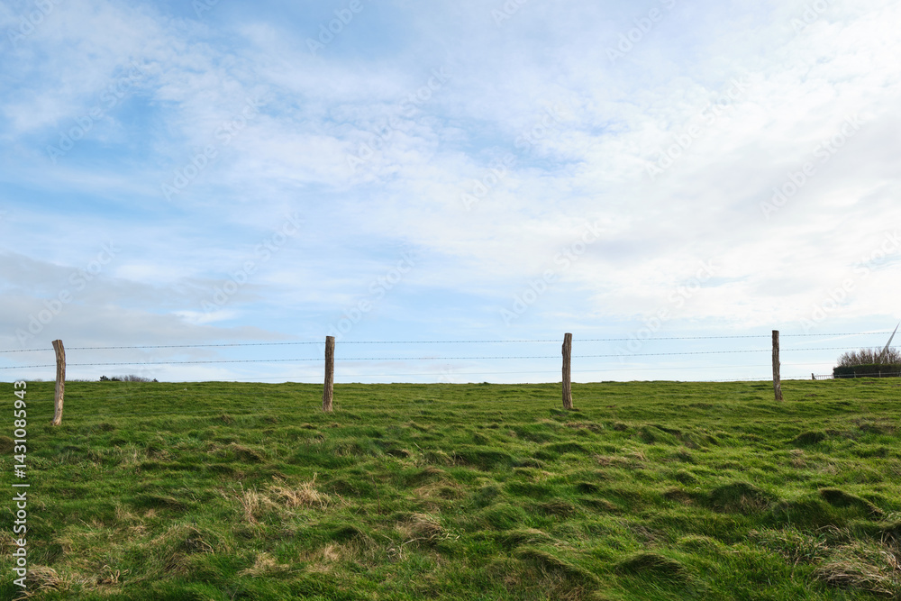 Barbed wire fence on green field and blue sky background, Steel metal fence wire, safety and protection concept. Barbed wire fence on green field and blue sky background, Steel metal fence wire, safety and protection concept.