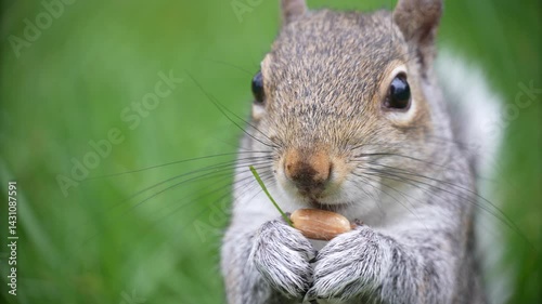 Squirrel eating a nut in the park