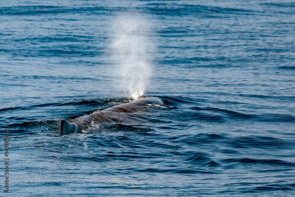 Obraz premium sperm whale blow in mediterranean sea liguria, Genova, Italy