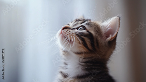 Curious kitten gazing upward with wonder, isolated on white. Pure innocence and playful curiosity in a tender moment.
