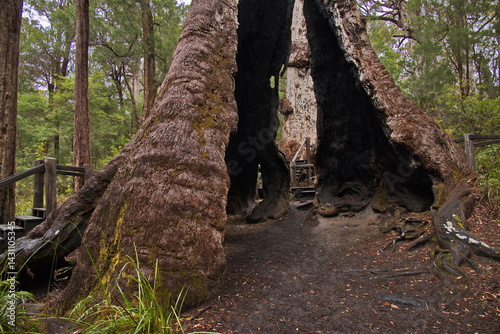 Fotografija Giant tingle tree at Bibbulmun Track Short Walk in the Walpole-Nornalup National