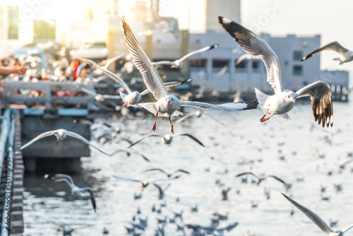 Bang Pu and visitors feeding thousands of seagulls