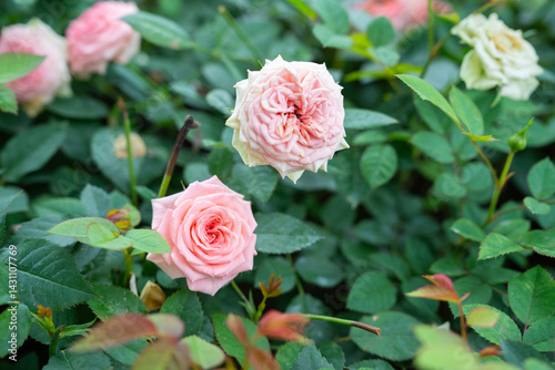 Rose flower on background blurry pink roses flower in the garden of roses.