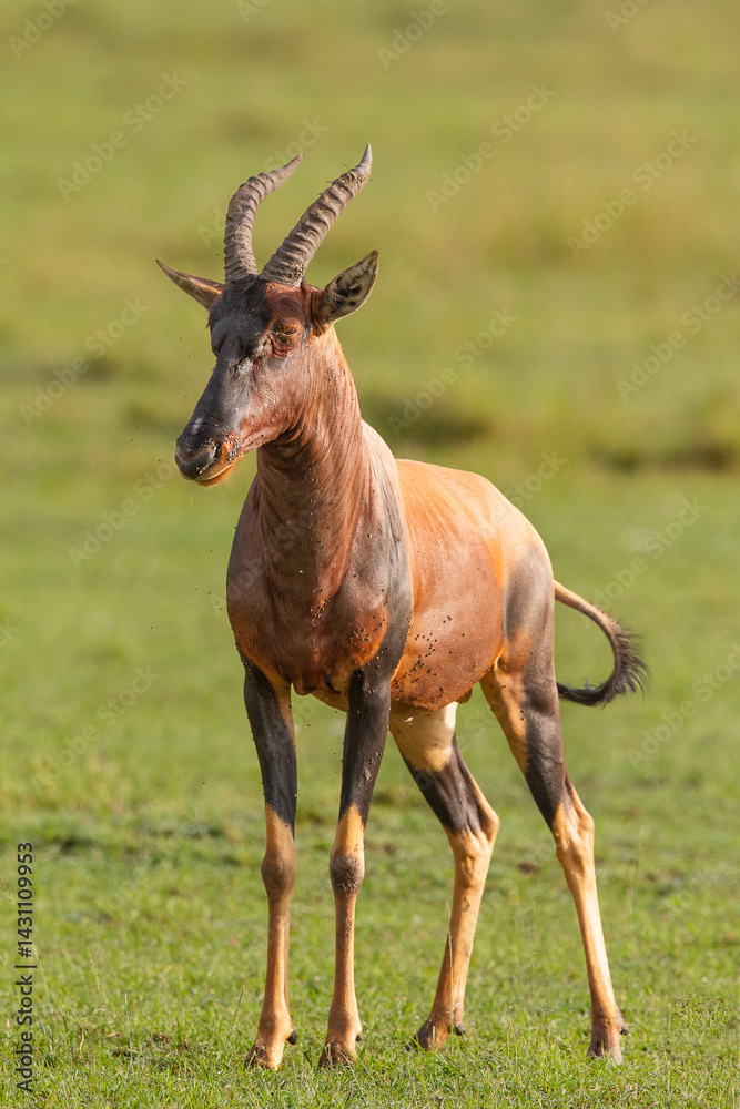 topi topi
