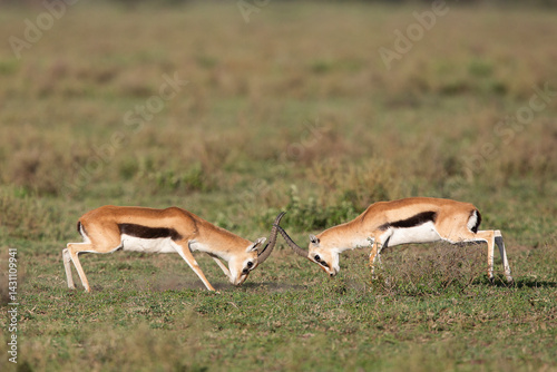 gazelle de thomson