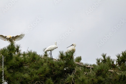 Spatules blanches dans un arbre