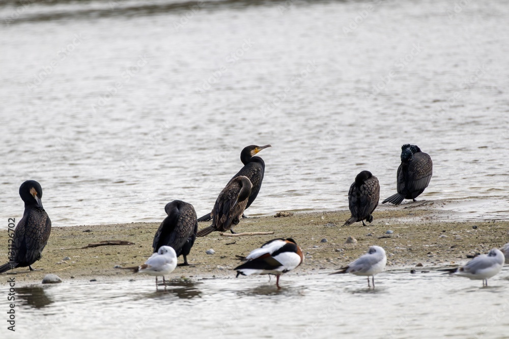 Fototapeta premium Groupe d'oiseaux d'eau sur le bord de mer