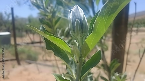 Wallpaper Mural Unfurling Nature's Embrace: A Tender Flower Bud Waits to Bloom in Sunlight Torontodigital.ca