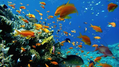 Vibrant underwater coral reef with schools of fish